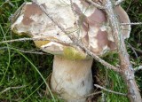 V lese na houbách