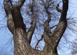 M. Klicperová - Síla stromů | Výběr fotografií - putovní výstava Kouzlo okamžiku
